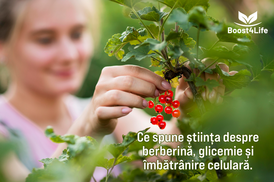 Berberine, glicemie si îmbătrânire celulara Boost4Life