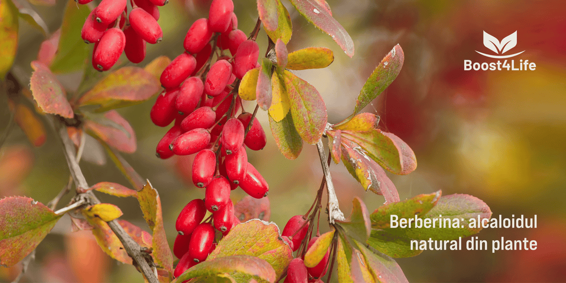 Berberina - alcaloid izochinolinic natural cu culoare galbenă distinctivă, extras din plante ca Berberis vulgaris (dracila europeană) și Coptis chinensis (aurul galben chinezesc), utilizată în medicina tradițională de peste 2500 de ani