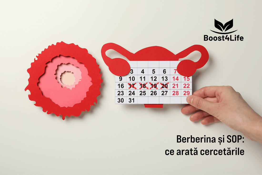 Berberina și sindromul ovarelor polichistice - calendar menstrual și supliment Premium Berberine Boost4Life pentru femeile cu SOP